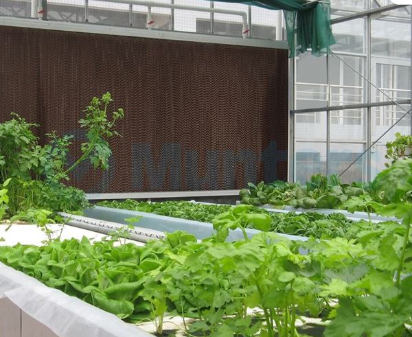 风机水帘降温应用实例18